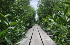 Kampot Countryside Tour - Pepper Farm, Salt Lake, Caves, and more