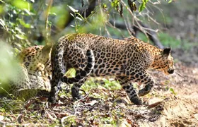 Wilpattu Half Day Safari From Anuradhapura