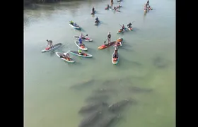 New Smyrna Dolphin and Manatee Kayak and SUP Adventure Tour