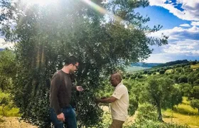 Discovering extra virgin olive oil