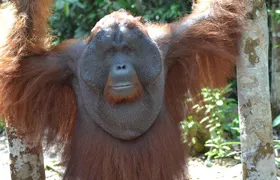 Dayak Lamandau & Orangutan Tanjung Puting Park Tour 6 Days