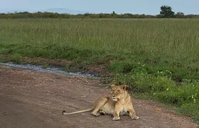 Nairobi national park and Giraffe center