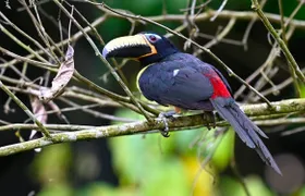 Guided birdwatching tour to Equadorian AMazon Clay Lick