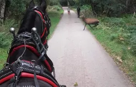 Killarney National Park Tour