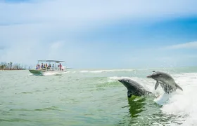 Marco Island Dolphin Sightseeing Tour