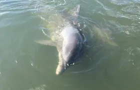 Private Charleston Dolphin and Eco Boat Tour