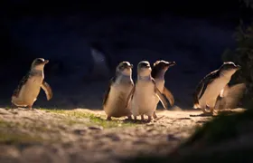 Small-Group Phillip Island Penguin Parade Day Tour from Melbourne