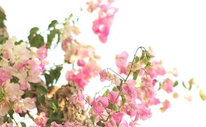 Villa Magia