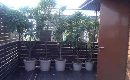 The Visaya