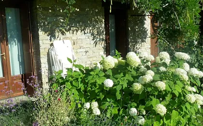 La Pâquerette
