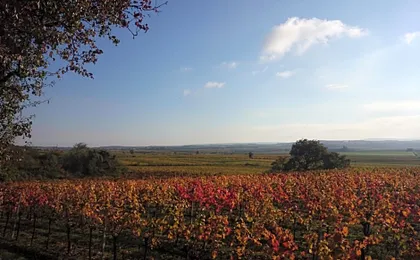 Weingut Wagner