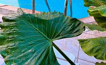Kaleici Hotel