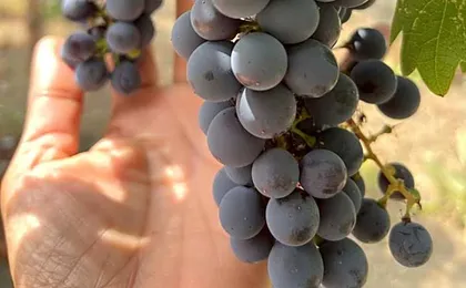 Chardonnay Lodge