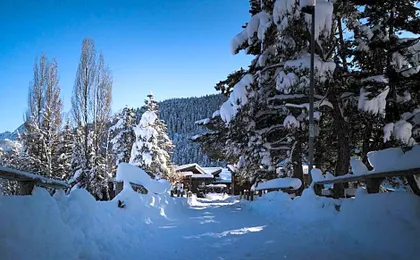 Le Loup Blanc