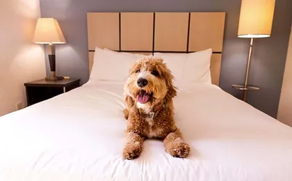 Sonesta Simply Suites Detroit Troy