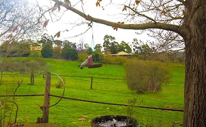 Amble at Hahndorf