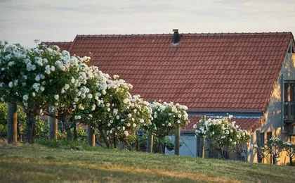 Wandin Valley Estate