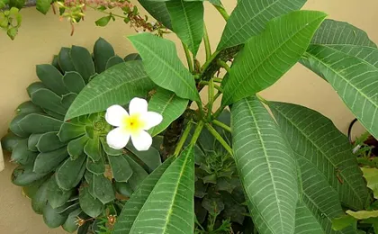 La Terrazza dei Pelargoni BB