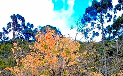 Pousada Bosque do Visconde