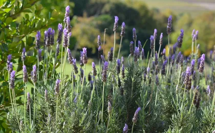 Cultivar Guest Lodge