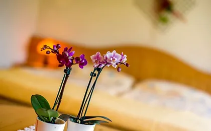 Alpenhotel zur Wildi Lauchernalp