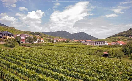 STIERSCHNEIDER'S Weinhotel Wachau & Wiazhaus