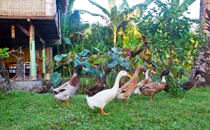 Jasri Dalem Surf Retreat
