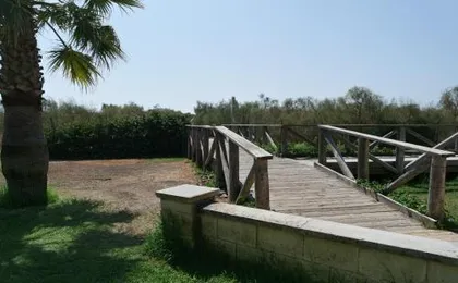 Las Palmeras by HOMA