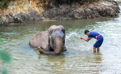 Koh Samui Elephant Experience