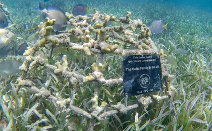 Punta Cana coral reef restoration and snorkelling experience
