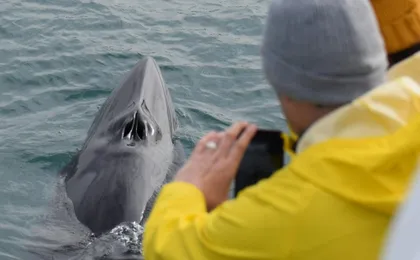 Húsavík whale watching tour in Skjálfandi Bay