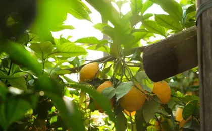 Sorrento hills Due Golfi train tour with regional food tastings