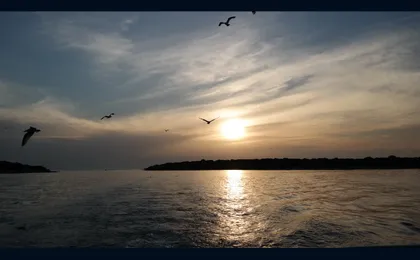Sunset boat tour to Brijuni National Park with dolphin watching