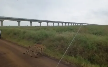 Half Day Nairobi National Park