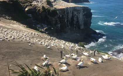 Muriwai Beach and Gannet Eco Tour with Wine Tasting