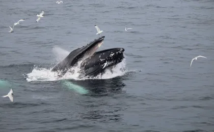 Classic whale watching tour in Reykjavík