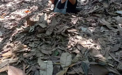 Cu Chi Tunnels half-day tour from Ho Chi Minh City