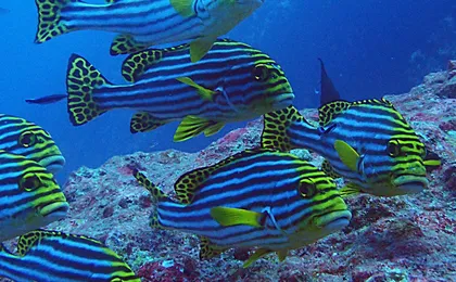 PADI Discover Scuba Diving from RIU Atoll and RIU Palace Maldivas