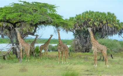 Nyerere National Park two-day safari with bush walk and boat cruise