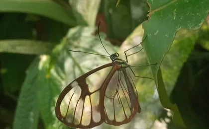 Monteverde Cloud Forest Wildlife Tour with a Local Naturalist