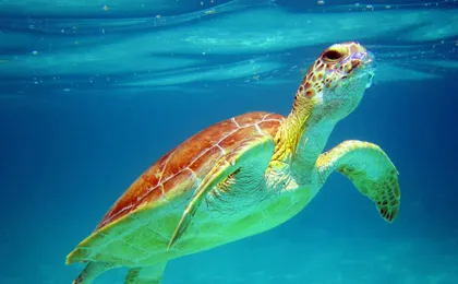 Snorkelling with turtles and cenote swim in Riviera Maya