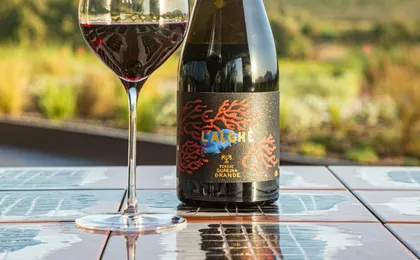 Guided vineyard tour with wine-tasting