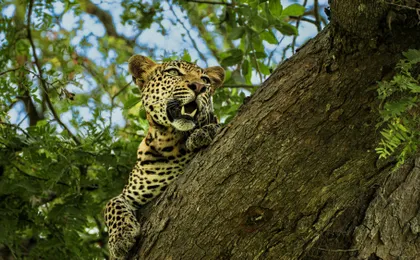 Mikumi National Park one-day safari with flights from Zanzibar