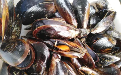 Vigo estuary tour with mussel tasting and wine from Cangas