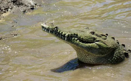 Jungle Crocodile Safari & Jaco Beach from San Jose