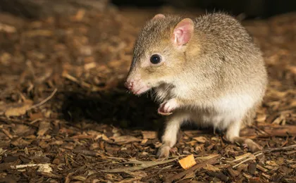 Bonorong Wildlife Sanctuary Night Tour