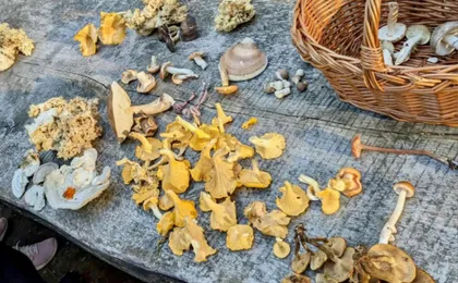 Guided mushroom foraging hike in Flensburg