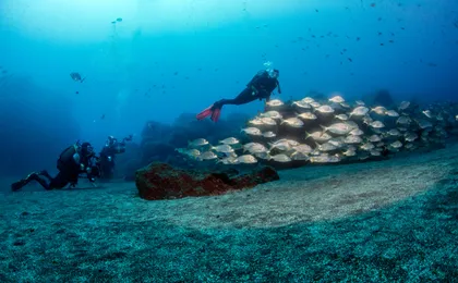 Discover Scuba Diving in Madeira Ticket