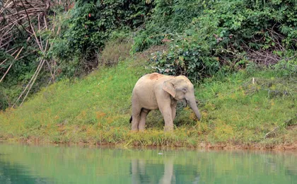 Full-Day Cheow Lan Lake Tour from Khao Lak with Kayaking and Lunch