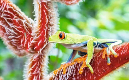 Diamante Eco Park Animal Sanctuary Discovery Ticket